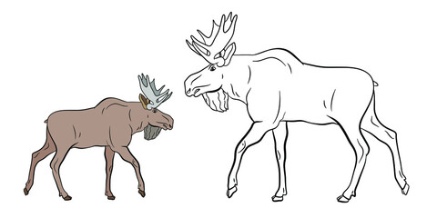 


Animals, moose. Coloring book for children, black and white image of a wild moose. Vector drawing.