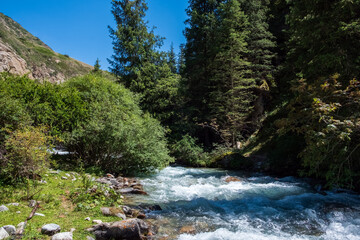 Beautiful mountain river with strong current, foam and water splashes. Beautiful mountain river with spruces forest growing around.