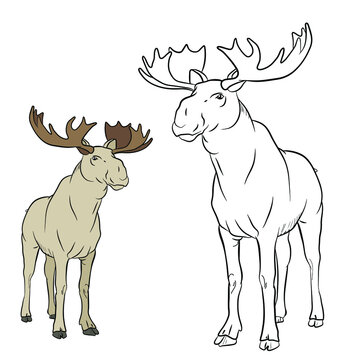


Animals, moose. Coloring book for children, black and white image of a wild moose. Vector drawing.