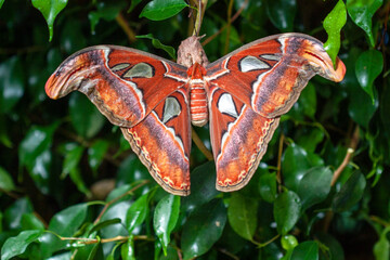 Papillon Attacues atlas sur une feuille - obrazy, fototapety, plakaty