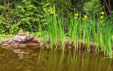 Fototapeta na wymiar Yellow flowers Iris pseudacorus (yellow flag) on the shore of beautiful pond with evergreen plants background. Irises are reflected in the surface of the khaki pond. Selective focus with copy space