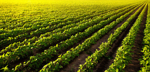 Open soybean field at sunset.