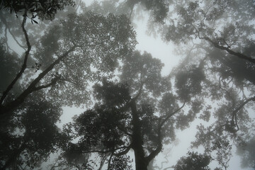 木と霧