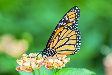 Papillon monarque, danaus plexippus, sur une fleur	
