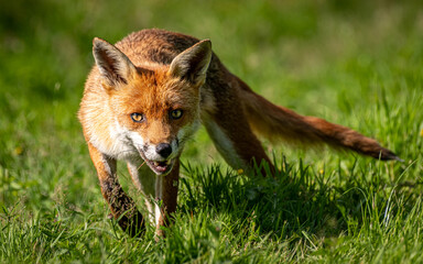 Fox on the prowl