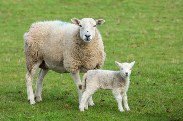 Naklejka na ściany i meble Ewe, a female sheep with her newborn lamb, in early Spring. Concept: a mother's love. Facing forward. Close up. Horizontal. Space for copy. Yorkshire Dales. UK