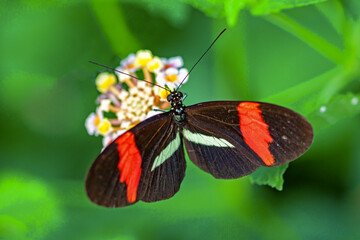 Fototapeta na wymiar Papillon Heliconius erato phyllis sur une fleur