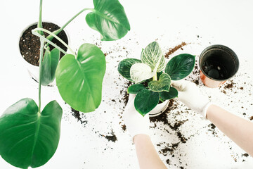 Transplanting philodendron and monstera plant into new pot on a white background close up. © TATIANA KIM