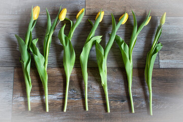 Waren auf den Frühling. Flatlay mit gelben Tulpen