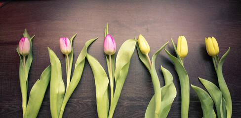 Tulpen Flatlay, Zeit für Frühling