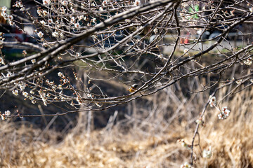白梅の枝に止まるジョウビタキ