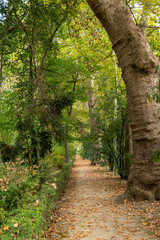 .a beautiful forest in aranjuez park, relaxation concept