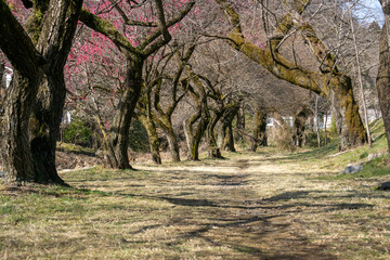 東京　高尾梅郷の風景（遊歩道梅林）