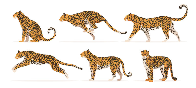 Set of cheetah or leopard in different angles and emotions in a cartoon style. Vector illustration of predators African animals isolated on white background.