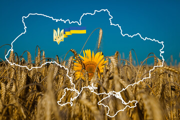 sunflower on a wheat field against the blue sky in the outline of the map of ukraine