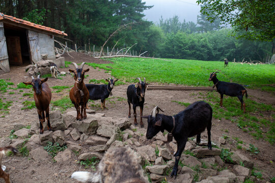 Cabras en el redil. Ganader&iacute;a caprina ecol&oacute;gica.