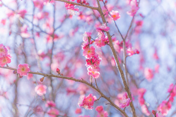 ウメの花