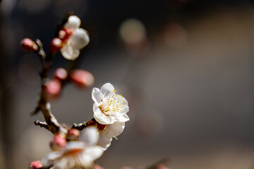 梅の花　白梅