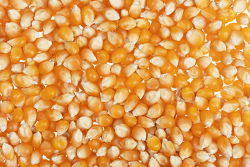 popcorn beans texture close up