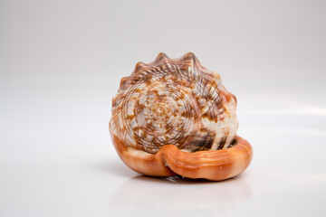 Marine life, marine animals, sea shells and seashells, snails, sea shells collection