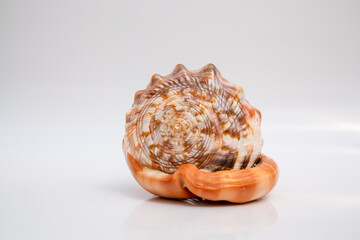 Marine life, marine animals, sea shells and seashells, snails, sea shells collection