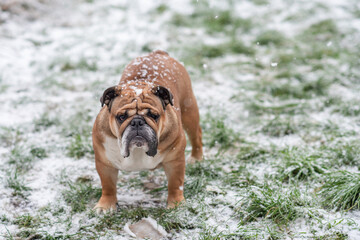 Obraz premium Red English British Bulldog in orange harness out for a walk standing on the snow in sunny day