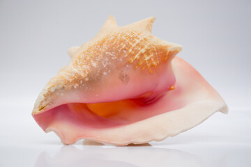 Marine life, marine animals, sea shells and seashells, snails, sea shells collection