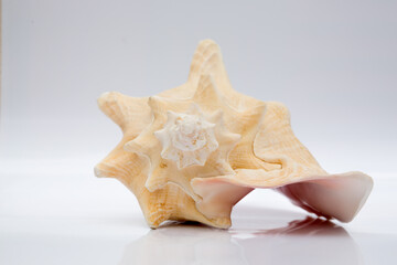 Marine life, marine animals, sea shells and seashells, snails, sea shells collection