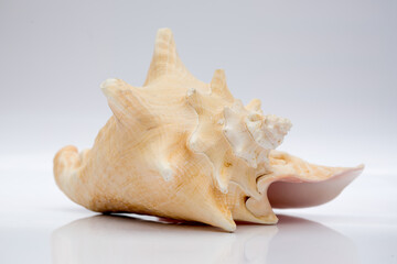 Marine life, marine animals, sea shells and seashells, snails, sea shells collection