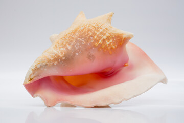 Marine life, marine animals, sea shells and seashells, snails, sea shells collection