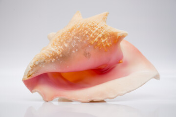 Marine life, marine animals, sea shells and seashells, snails, sea shells collection