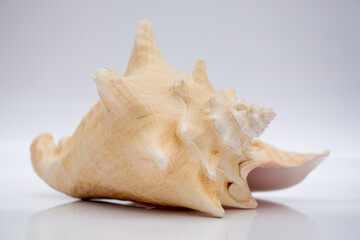 Obraz na płótnie Canvas Marine life, marine animals, sea shells and seashells, snails, sea shells collection