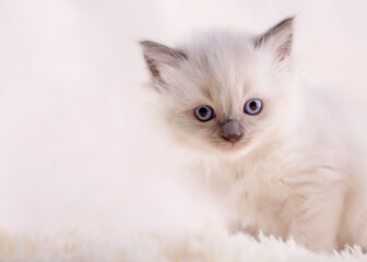 Fototapeta na wymiar little ragdoll kitten with blue eyes in pink collar sitting on a beige background. High quality photo for card and calendar Space for text