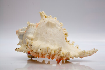 Marine life, marine animals, sea shells and seashells, snails, sea shells collection