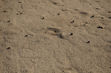 Sandy beach background and texture. Sand balls on the coast