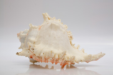 Marine life, marine animals, sea shells and seashells, snails, sea shells collection