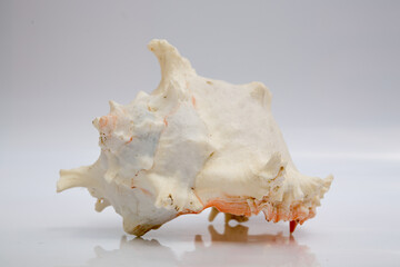 Marine life, marine animals, sea shells and seashells, snails, sea shells collection