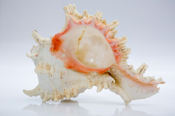 Marine life, marine animals, sea shells and seashells, snails, sea shells collection