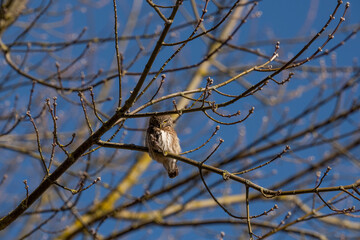 Eurasian pygmy owl early in spring
