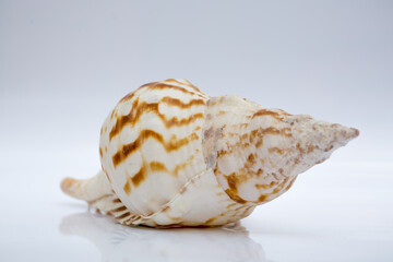 Marine life, marine animals, sea shells and seashells, snails, sea shells collection