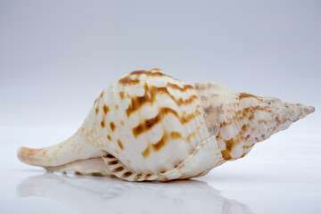 Marine life, marine animals, sea shells and seashells, snails, sea shells collection