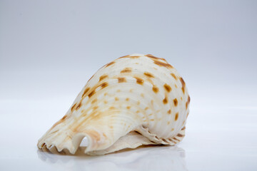 Marine life, marine animals, sea shells and seashells, snails, sea shells collection