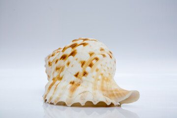 Marine life, marine animals, sea shells and seashells, snails, sea shells collection