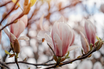 white and pink magnolia flowers on the branch on warm spring sunny day