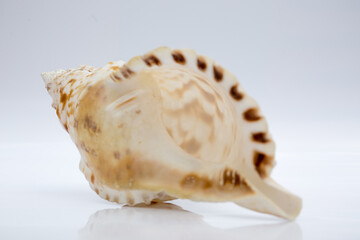 Marine life, marine animals, sea shells and seashells, snails, sea shells collection