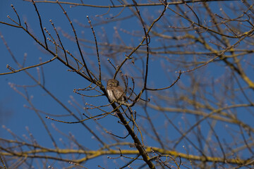 Eurasian pygmy owl early in spring