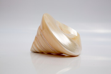 Marine life, marine animals, sea shells and seashells, snails, sea shells collection