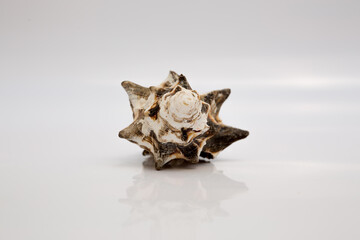 Marine life, marine animals, sea shells and seashells, snails, sea shells collection