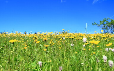 Flowers on green meadow, blue sky in background