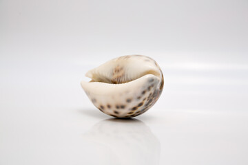 Marine life, marine animals, sea shells and seashells, snails, sea shells collection